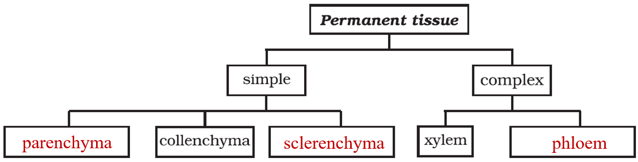 Chapter 6 Tissues Question 15 Answer