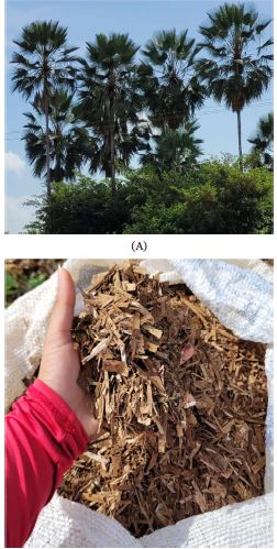 Mixture of hairy woodrose (Merremia aegyptia L.) with carnauba straw (Copernicia prunifera) in the productivity of lettuce in the semi-arid region of Brazil