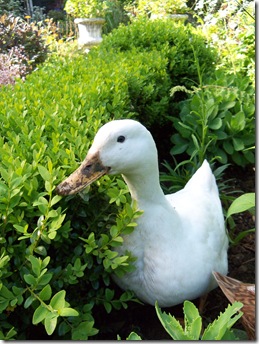 sylvie, Cherry Valley duck.