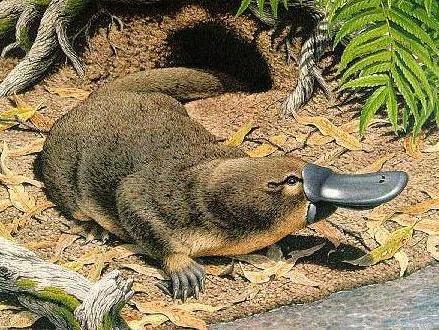 Australian Anim   als Platypus