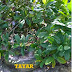KOPI - LINGKARAN TAYAR