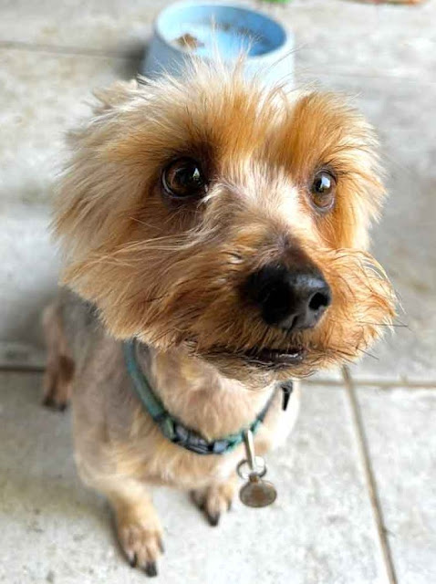 Adopt Chico male Yorkie