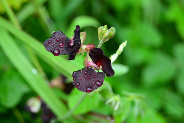 Macroptilium atropurpureum