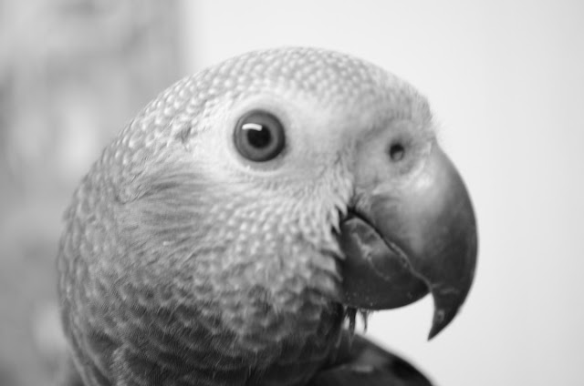 African Grey Bird