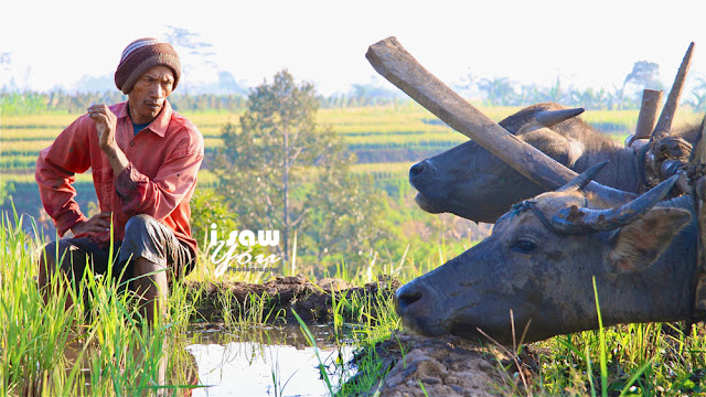 Traditional Plowing - ISawYouPhotography