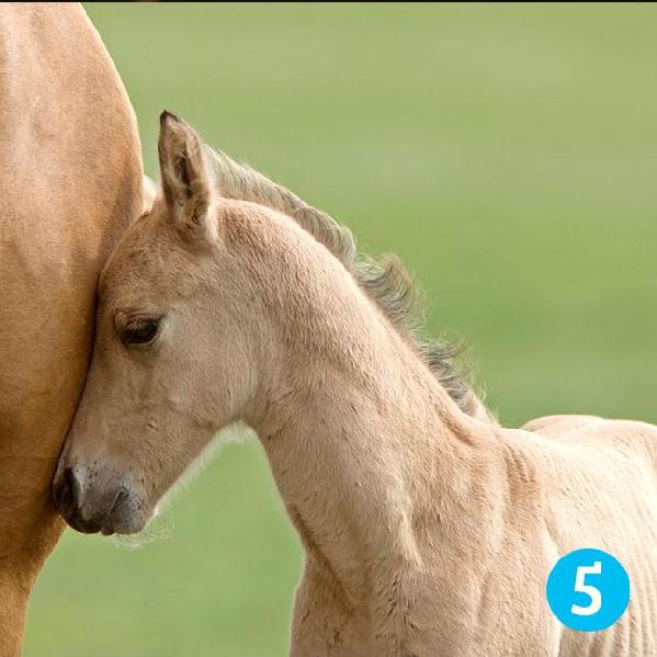 Test: ¿Cuál caballo es el  que más te gusta? El que selecciones te dirá tu fortuna