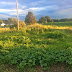 Agile Gardening