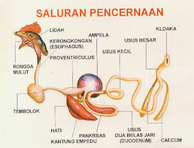 Mengenal Lebih Dekat Sistem Digesti Pada Aves