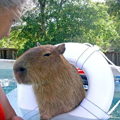 Caplin Rous, World's Most Famous Capybara Seen On www.coolpicturegallery.us