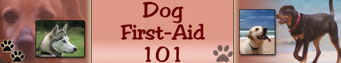 Dog Blog