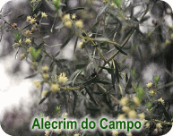 alecrim do campo