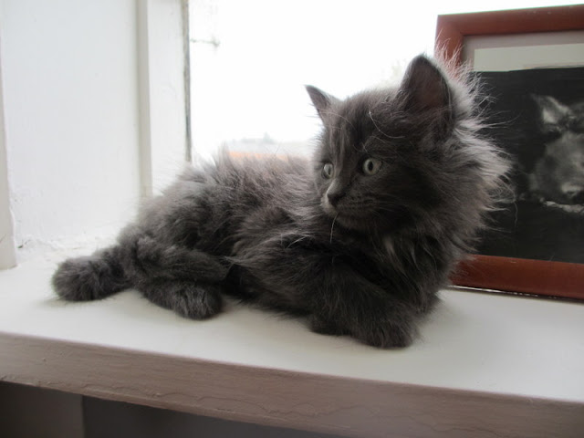 Black Norwegian Forest Breeds image 