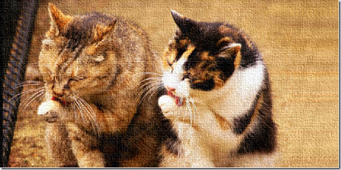 Image(13)