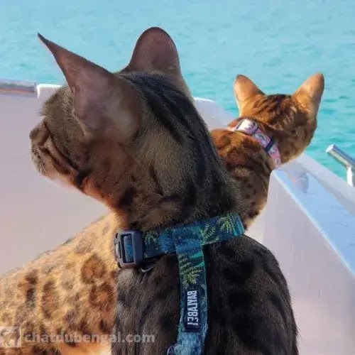 les chats du bengal