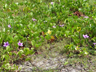 Patate-bord de mer - Patate à Durand - Ipomoea pes-caprae