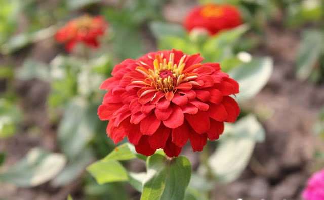 Zinnia Flowers