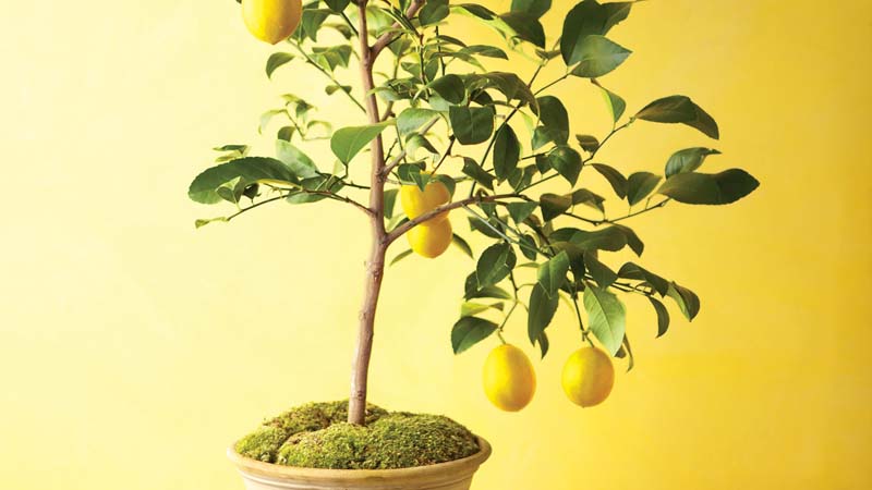 How To Grow Lemon Tree At Home