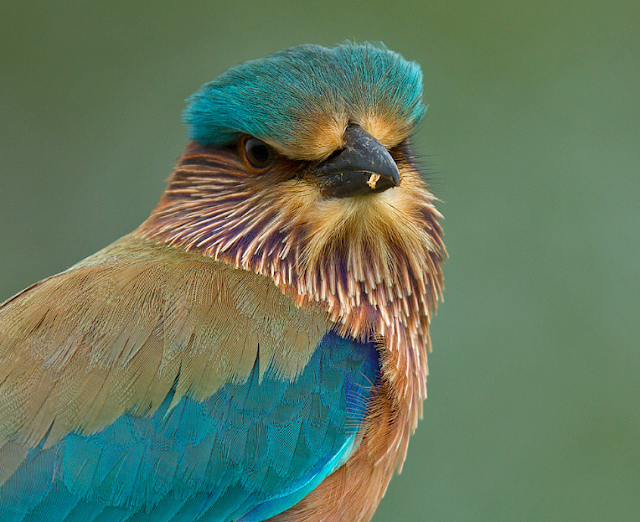 Importance of Jay Indian Roller Bird on Festivals