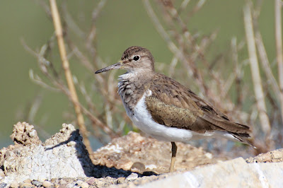 Oeverloper - Wipsturtgril - Actitis hypoleucos