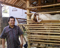 Kambing Etawa