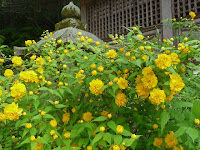 花言葉は崇高（すうこう)と気高く、花の匂いはバラ科特有な高貴な香り。