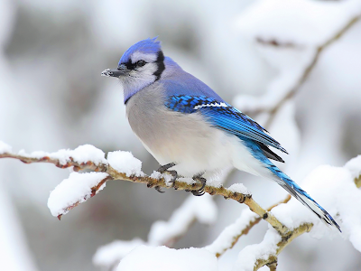 wallpaper companies. Blue Jay in Winter wallpaper,