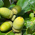 Oak Tree Fruit Name : Ohio fruit trees, shade tree, flowering tree, nut trees, seedless grape vines, bamboo plant and berry plants.