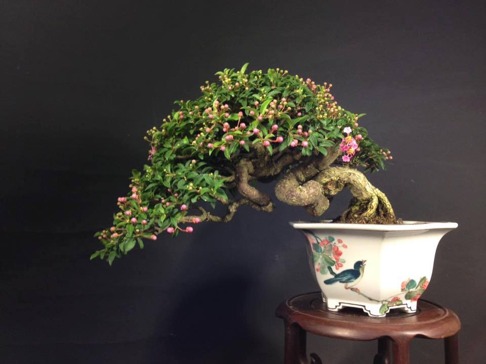 Bonsai Sakura Mikro /Malpighia glabra