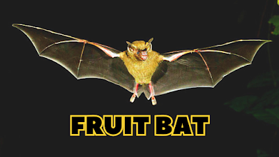 Fruit Bat