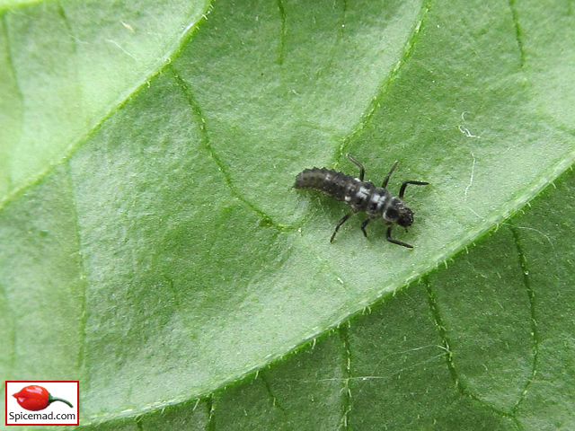 Ladybird Larvae on Aji Largo Leaf - 27th June 2021