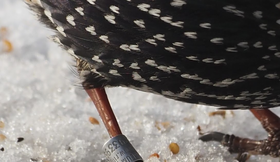 Teifi Buzzing Team: Starlings – complicated blighters to re-catch?
