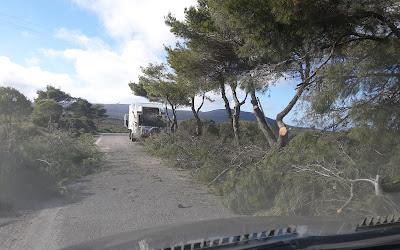 ΚΥΘΗΡΑ:ΚΛΑΔΕΜΑ ΠΕΥΚΩΝ ΣΤΟ ΔΡΟΜΟ ΑΡΑΙΟΙ-ΜΥΛΟΠΟΤΑΜΟΣ (ΦΩΤΟ)