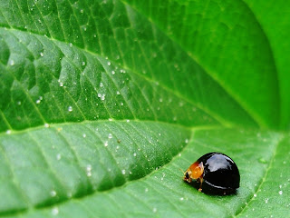 Lady Bugs wallpapers