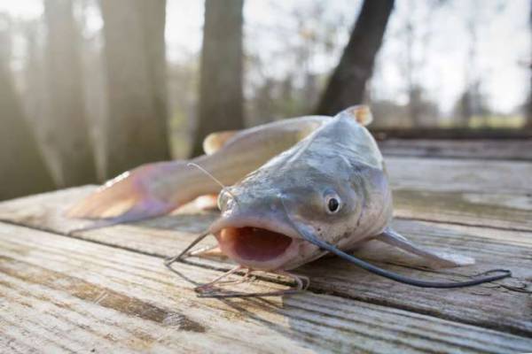 Order Supplier Jual Ikan Lele Denpasar, Bali Terjangkau