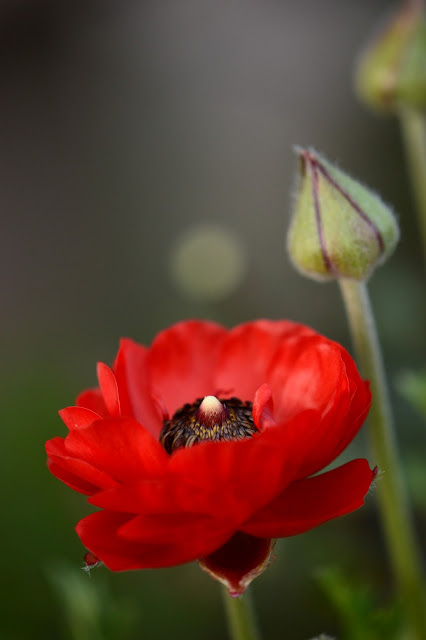 ranunculus, flower, spring, red, photography, amy myers, journal of a thousand things