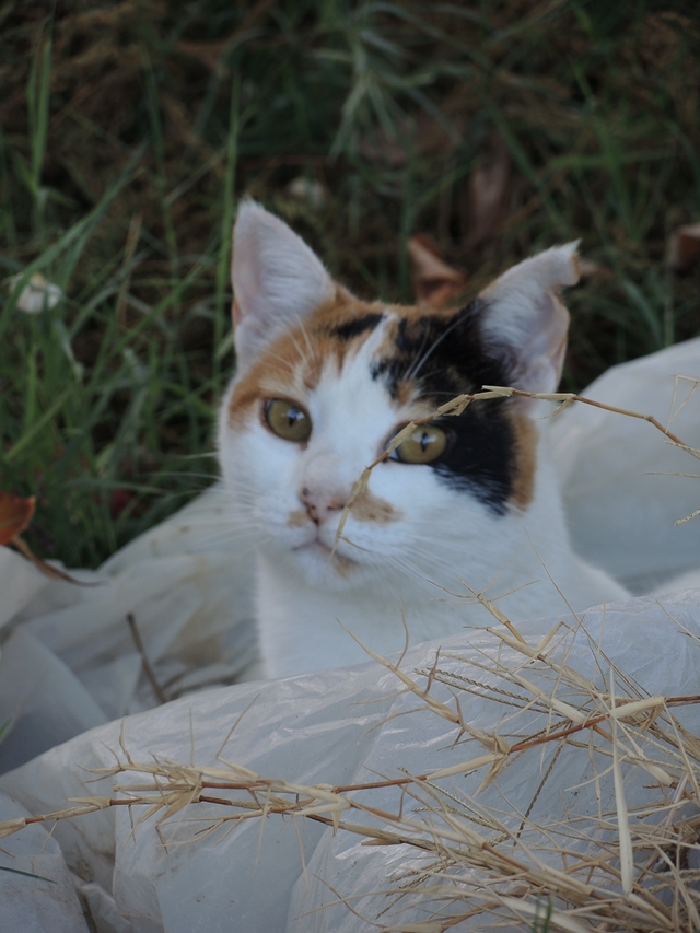 Malta: een vissersdorpje vol met katten