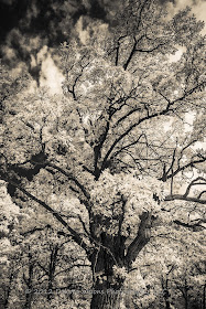 An Infrared Morning by Dakota Visions Photography LLC www.dakotavisions.com  Black Hills SD Custer State Park