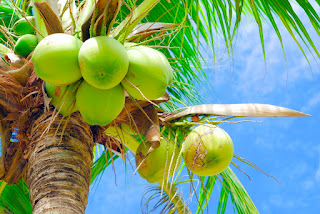 Coconut tree