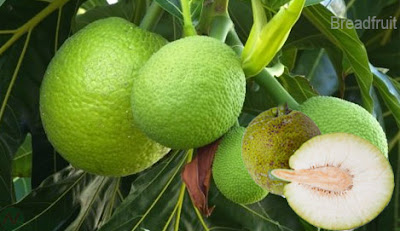 breadfruit fruit