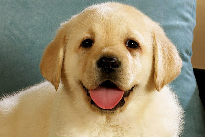 cute puppy desktop wallpaper Hd cute puppy backgrounds