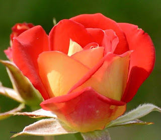 valentine day red rose flowers