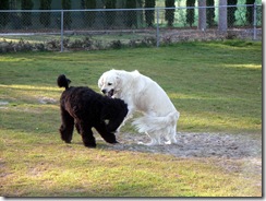 Jackson & Cooper (3)