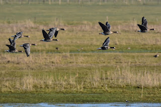 Wildlifefotografie Blässgänse Olaf Kerber