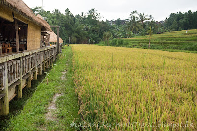 Gong, Jatiluwih rice terrace, bali, 峇里