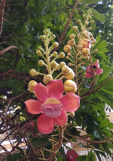 নাগালিঙ্গম,Cannonball tree