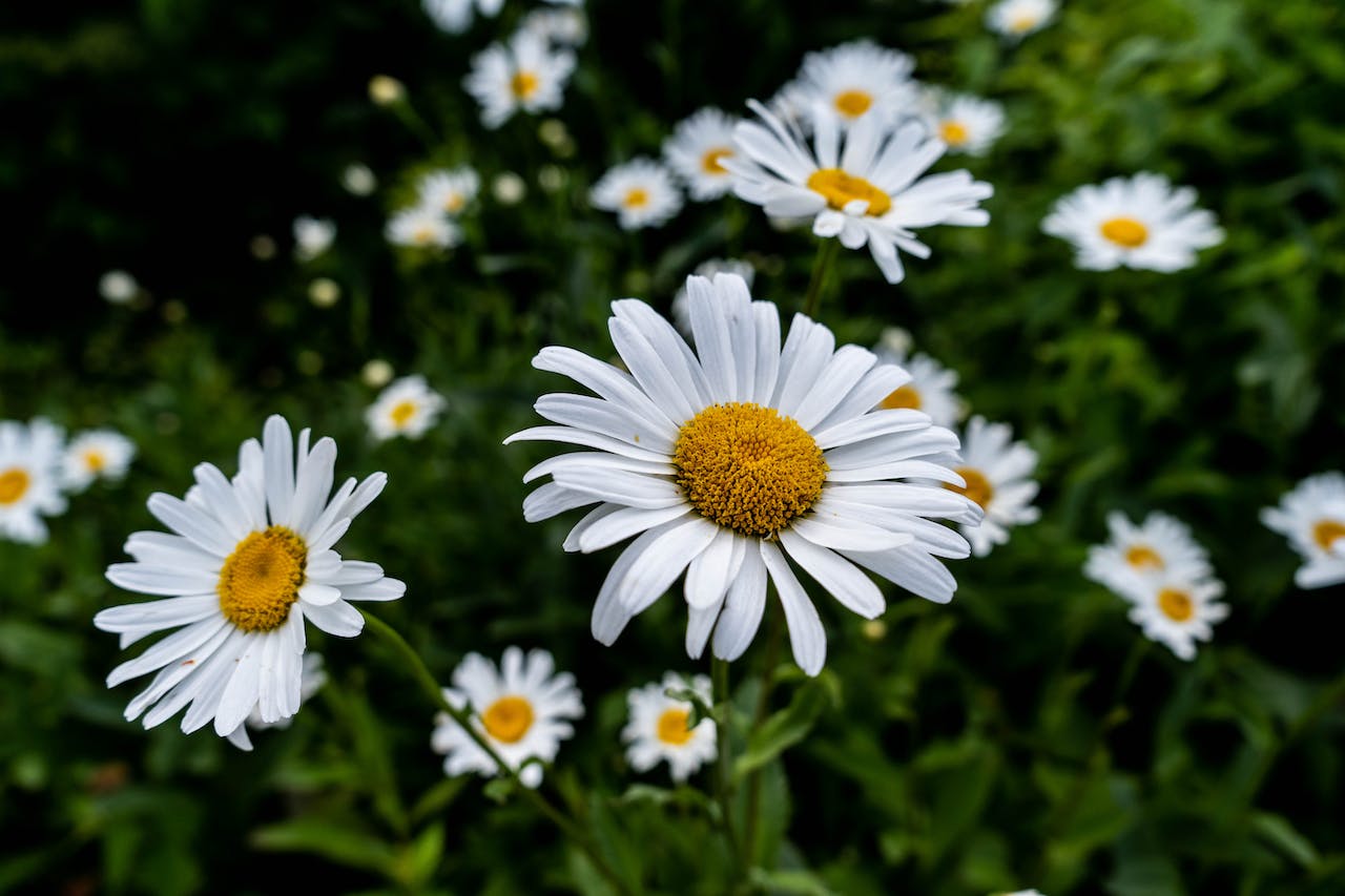 Chamomile tea