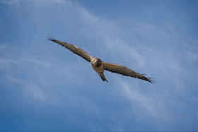 Immature Swainson's Hawk hanging out in Brooklyn.