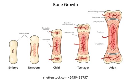 Bone Structure and Ossification chapter wise MBBS basic science MCQ CEE Nepal 