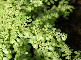 Pilea serpyllacea