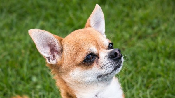 Chihuahua dog cute - perro chihuahua tierno